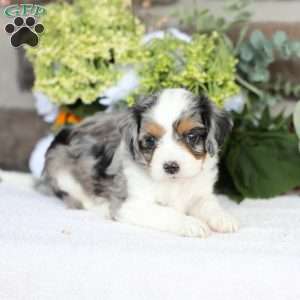 Barkley, Cavapoo Puppy